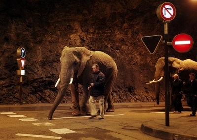 ゾウは「四脚駆動」、全ての脚で加減速 英研究