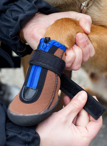 クールな靴の持ち主は警察犬