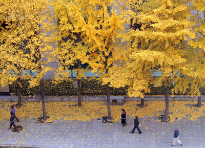 鮮やかに色づいたソウルのイチョウ並木