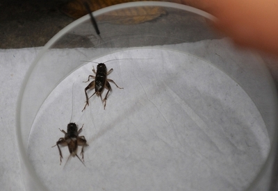 コオロギのセックスをじっくり観察、性行動の詳細が明らかに