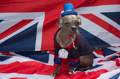 「世界で最も醜い犬」マグリー、英ロンドンに凱旋