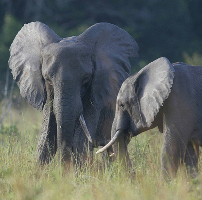 ゾウは怒ったハチの羽音が苦手、音声で仲間に避難を促すことも