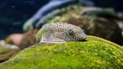 中国の科学者、2種の新種の希少魚種を発見