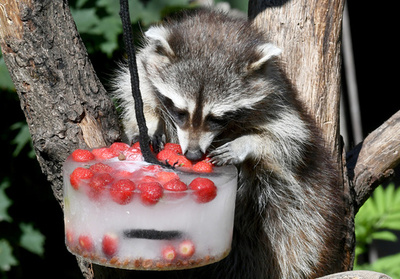 【写真特集】AFPが撮影した世界のどうぶつパラダイス2018 Part3