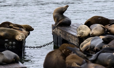 結核菌、アザラシ経由で古代米大陸に到達か 国際研究
