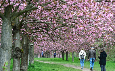 ベルリンの壁跡地が桜色に、ドイツ