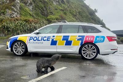 「お騒がせシーズン」到来、道路横断中の子アザラシを警察が救出 NZ