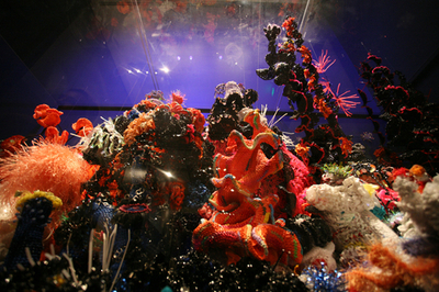 米首都にサンゴ礁!? かぎ針編みアートで環境啓発