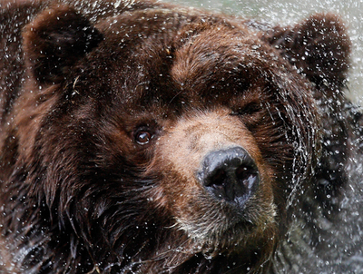 独動物園で人気のコディアックグマ「Barbucha」
