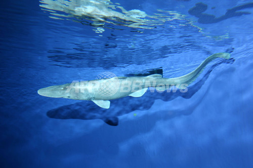 東京湾で捕獲の 生きた化石 サメ 展示後に死亡 東京 写真2枚 ファッション ニュースならmode Press Powered By Afpbb News