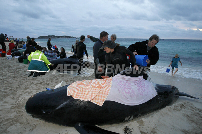 クジラ・イルカ救出大作戦、陸路で近郊湾へ オーストラリア