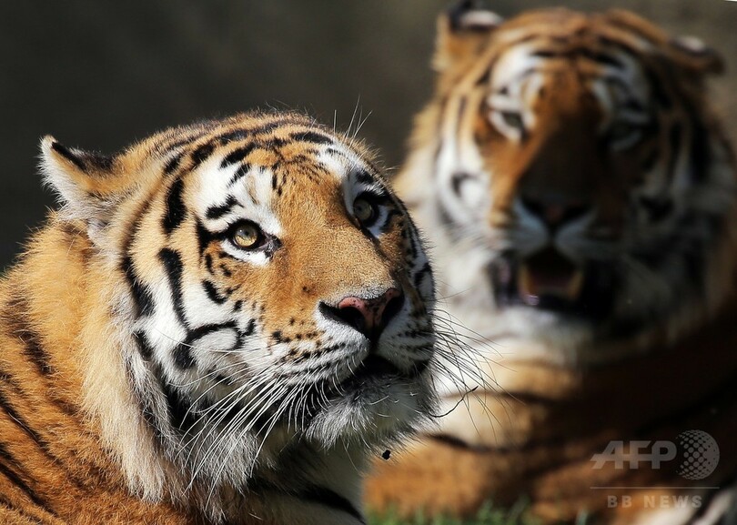 囲いのない動物園 トラもゆったり イタリア 写真5枚 国際ニュース Afpbb News