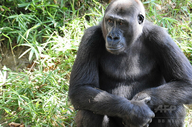 西アフリカのゴリラ 従来推計より多く生息か 絶滅危機は変わらず 写真1枚 国際ニュース Afpbb News