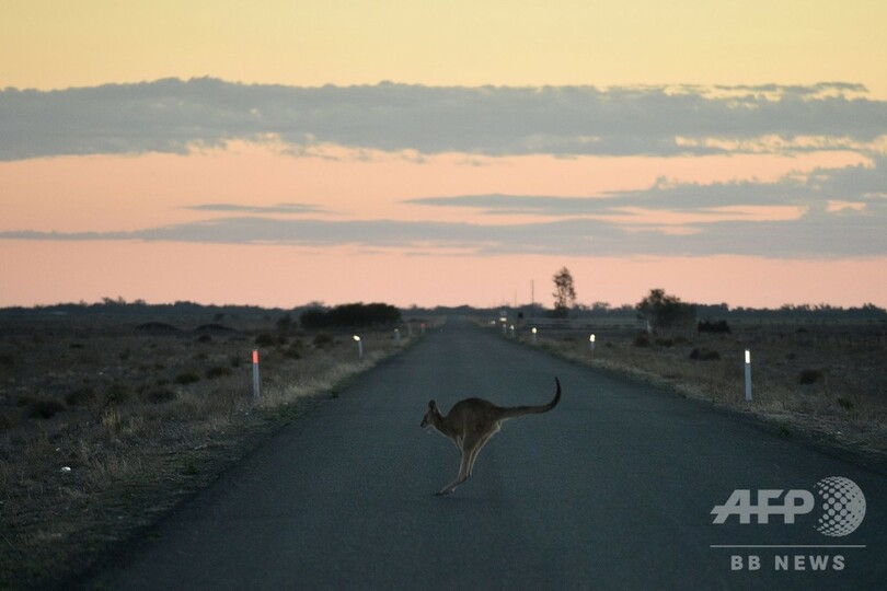 豪干ばつ、野生動物が直面する危機的状況 交通事故も急増