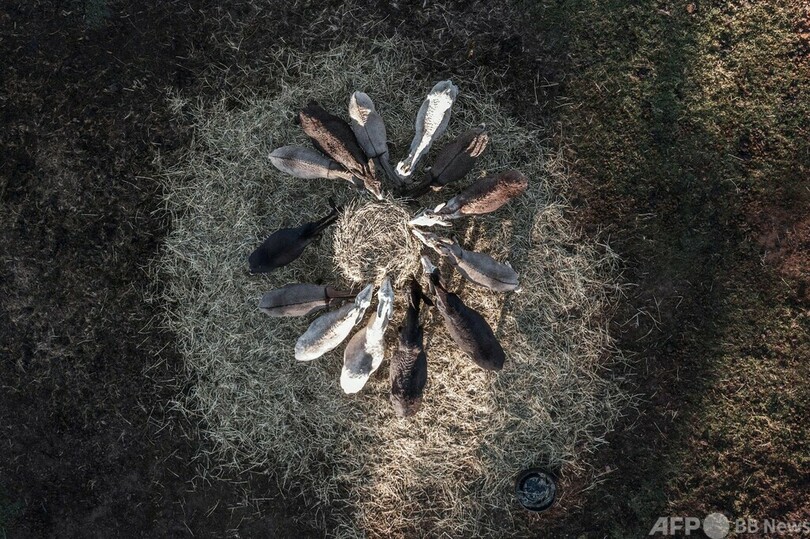 中国伝統薬でロバ皮需要増 アフリカで生息数激減