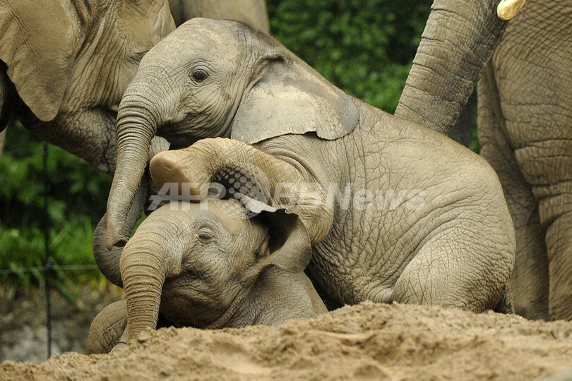 まだまだ子ども じゃれあうゾウたち ドイツ 写真1枚 国際ニュース Afpbb News