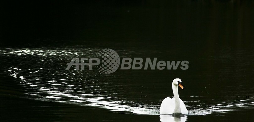 十和田湖のハクチョウ、鳥インフルに感染