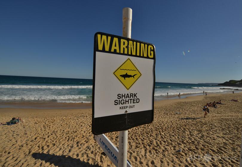 「大型のサメ」らしき生物に襲われ男性死亡 豪シドニー
