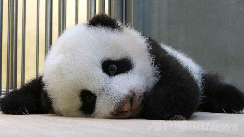 特集 台湾の赤ちゃんパンダ成長記 写真62枚 国際ニュース Afpbb News