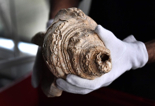 1.8万年前の「ド・ド＃・レ」 仏洞窟で発見の巻き貝の笛 写真10枚 国際