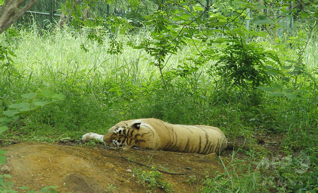 客がトラに投石か 北京野生動物園 客がトラに投石か 北京野生動物園