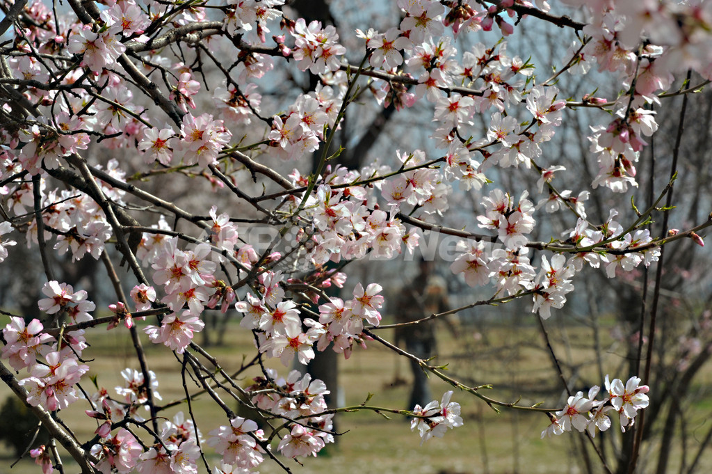 満開の桜 いいえ アーモンドの花です インド 写真7枚 国際ニュース Afpbb News