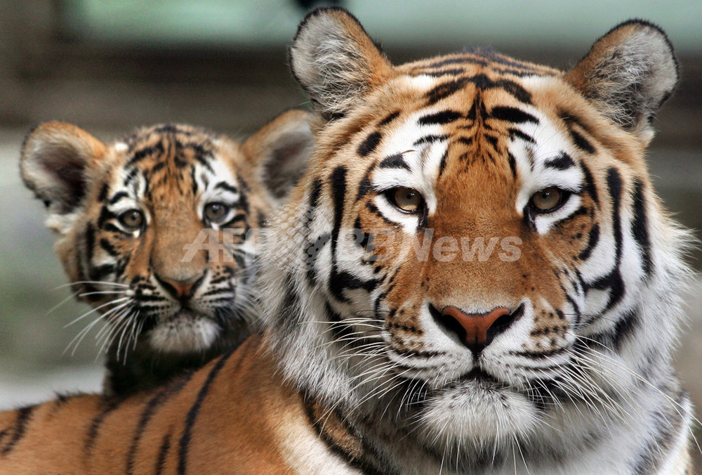 冷蔵庫からトラの赤ちゃんの死体 中国の動物園 写真2枚 国際ニュース Afpbb News