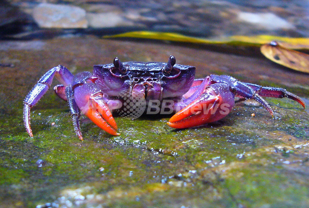 フィリピンで新種の淡水ガニ発見、鮮やかな紫色 写真3枚 国際ニュース