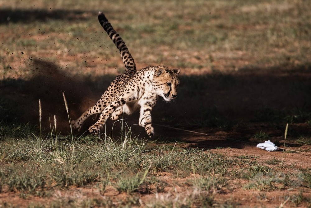 野生のチーター個体数が激減、絶滅の危機高まる 報告書 写真2枚 国際