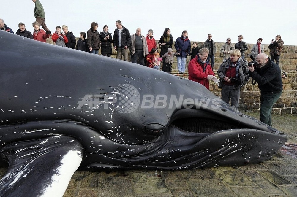 海洋のプラスチック廃棄物 クジラに致命的な影響か Iwc研究 写真1枚 国際ニュース Afpbb News