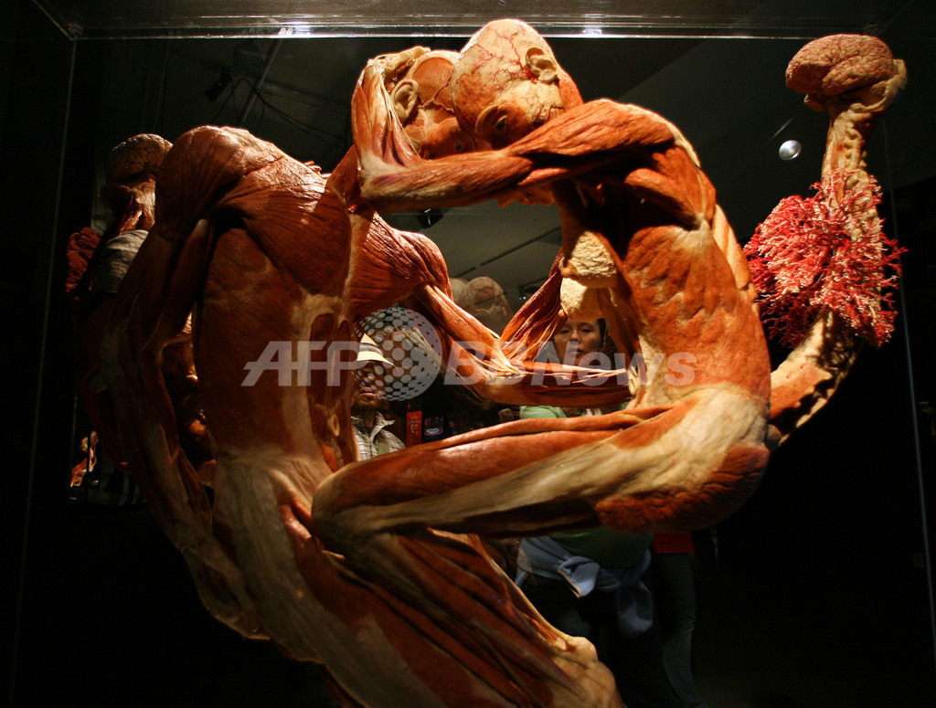 人体　標本 ペア・フィギュアスケーターの実物人体標本が登場!? 「人体の世界」LA