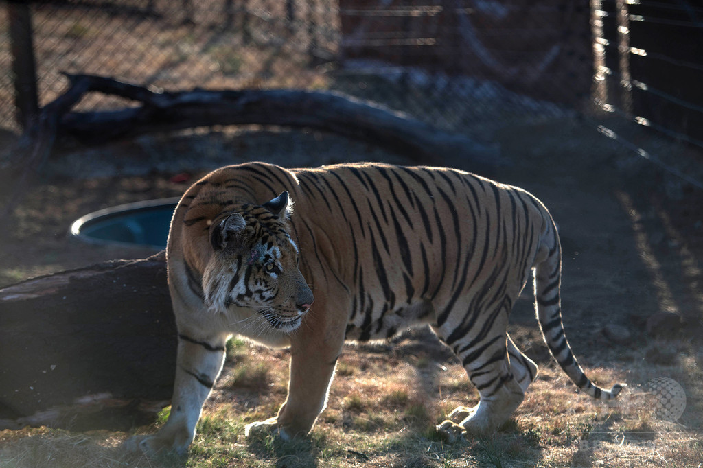 ガザで最後のトラ 世界最悪の動物園 から新天地の南アへ 国際ニュース Afpbb News