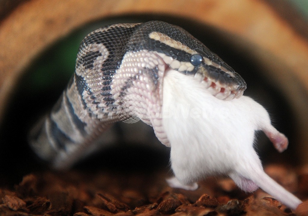 ネズミ丸ごとゴックン ボールニシキヘビ 国際ニュース Afpbb News