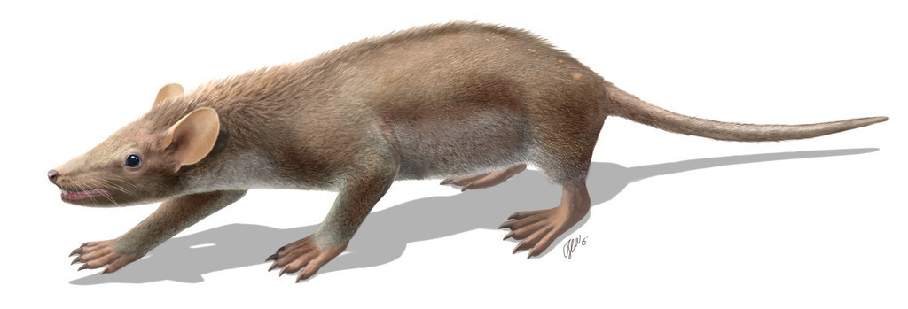 【特集】古代生物図鑑～太古に生きた奇妙な動物たち