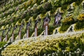 韓国・安山（Ansan）市の体育館に設置された献花台の後ろに並べられた旅客船セウォル（Sewol）号の犠牲者の遺影（2014年4月23日撮影）。(c)AFP/KIM DOO-HO