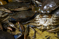 原油に汚染されたカニ。ベネズエラ北西部にあるマラカイボ湖のほとりのカビマスで（2019年6月13日撮影）。(c)YURI CORTEZ / AFP