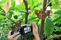 チェコ・ブルノ（Brno）のマサリク大学（Masaryk University）の植物園で、世界最大級のガ「ヨナグニサン」を撮影する来園者（2014年9月16日撮影）。(c)AFP/RADEK MICA