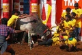 インド南部タミルナド州マドゥライ郊外にある村で行われた牛追い祭り「ジャッリカットゥ」（2023年1月16日撮影、資料写真）。(c)Sri Loganathan Velmurugan / AFP