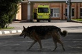 ロシア・モスクワ郊外のキムキの病院のそばを通り過ぎる犬（2020年5月3日撮影）。(c)Kirill KUDRYAVTSEV / AFP
