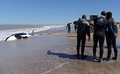 アルゼンチン・ブエノスアイレス州マルチキータの海岸に打ち上げられたシャチを見守る専門家たち（2019年9月16日撮影）。(c)Mara Sosti / AFP