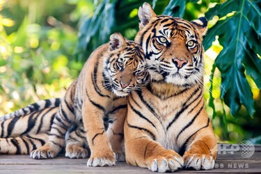 世界トラの日」 スマトラトラの親子写真公開 豪動物園 写真9枚 国際ニュース：AFPBB News