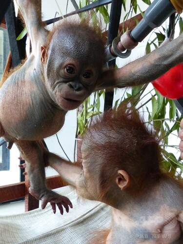 生存絶望視の赤ちゃんオランウータン、順調に回復 「友達」も 写真12枚