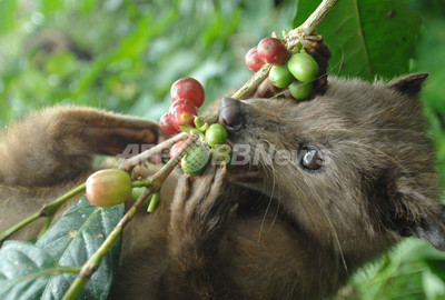 ジャコウネコのふんから世界最高級のコーヒー豆「コピ・ルアク」