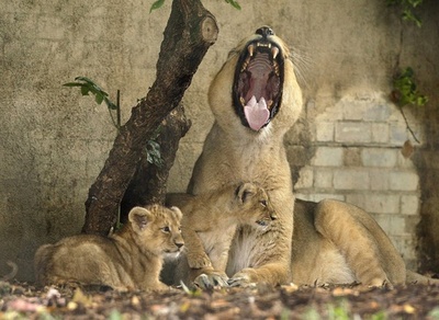 ライオン展示施設内に宿泊、予約受け付け開始 英動物園