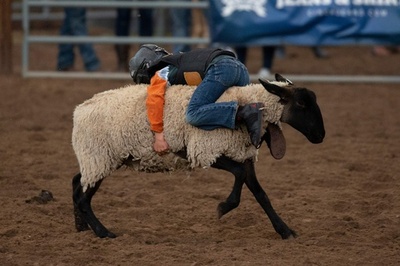「羊乗り競争」に挑む子どもたち、米西部伝統のロデオ大会