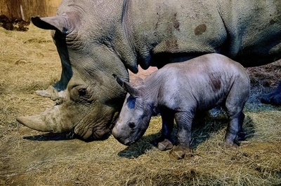 フランスでサイの赤ちゃん誕生、生後1週