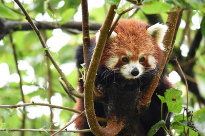 黒いレッサーパンダ？ミャンマーで保護 国営紙報道に疑念