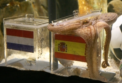 占いタコ、W杯全予言的中 「ご神託」は今回で最後の可能性も