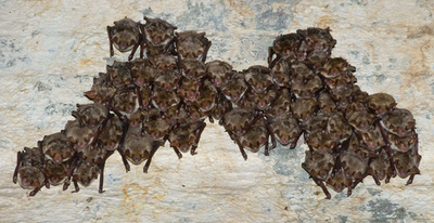 可愛い？怖い？越冬コウモリが1800匹 ドイツ