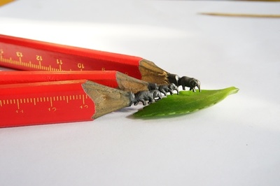 【写真特集】素材は鉛筆の芯、驚異の極小彫刻